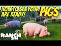 How To SEE When Your Pigs Are Ready For Sale! | Ranch Simulator | New Tips And Tricks PC Gameplay