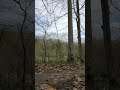 Wonderful Sounds of Nature - Wooded Area / Forestry
