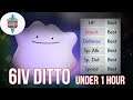 6 IV Ditto | Catch in an Hour | Pokemon Sword and Shield Guide |