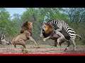 10 Times Animals Messed With The WRONG OPPONENT!!