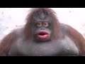 Monke (3AM NOT CLICKBAIT OMG)