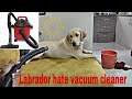 Simba the Labrador hate this vacuum cleaner.😡😡 Prank by vacuum cleaner with my labrador😎.