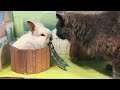 My Talking Tom 2 and Talking Becca 2