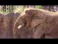 Elephant at the Reid Park Zoo