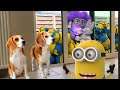 REAL LIFE MINIONS!!! Purple Minion , Minion Dave , Stuart and More from Despicable me!
