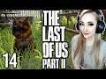 REUNITED WITH BEAR! | LETS PLAY! THE LAST OF US PART II | 14