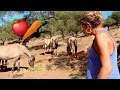 Hoe leven de Konikpaarden en hoe gaat het hooien? | Los Caballos Luna #06