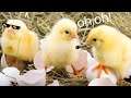 😱PELEAS DE POLLOS *MUY AGRESIVAS*🔥 - Screaming Chicken Ultimate Showdown gameplay español