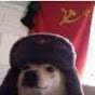 Sargento Zenit