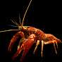 Queasy Crayfish
