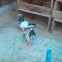 Rajesh pigeon