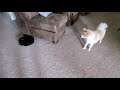 My Dog (Peanut) vs Roomba
