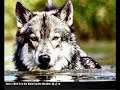 Wolf Photo 24