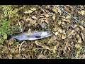 Catching My First EVER Coho Salmon! Wisconsin Fall Salmon Fishing October 2019!