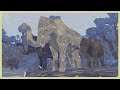 L'immigration des éléphants ! • Shelter 3