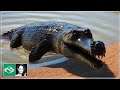 🦁 Gharial | New animal | Exclusive Footage | Planet Zoo Update