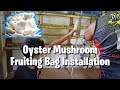 Oyster Mushroom sa ating munting Rabbitry | Dagdag Pwersa.