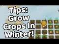 Story of Seasons Friends Of Mineral Town Tips - How To Grow Crops In Winter! [English]
