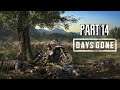 DAYS GONE Walkthrough Part 14 - PC LIVE Gameplay No Commentary