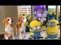 MINIONS in REAL LIFE : TRY NOT TO LAUGH COMPILATION