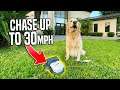 THE CRAZIEST DOG CHASE GAME (30 MPH+)