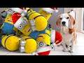 REAL LIFE Animation MINIONS Christmas Compilation! Must see! #4