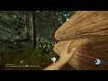 The Forest From The Start