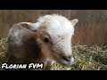 12 süße kleine Baby Schafe ❤ in meinem ersten YouTube short vom 14. April 2021 / Florian FVM #shorts