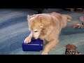 Funny Dog Excitedly Playing With Blue Plastic Container - English Cream Golden Retriever