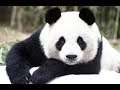Planet Zoo - Story #6 🐵🐼🦁 Der Panda Experte [Lets Play Deutsch]