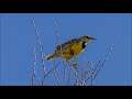 Meadowlarks Ringtone | Animal Ringtones