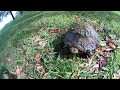 Playing with a neighborhood turtle
