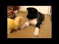 American Akita Playing With Ferret