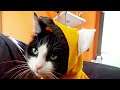 Susanoo hates cats | Blazblue cross tag Battle