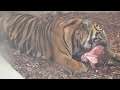 Twycross Zoo - Tiger