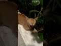 Street Cat Calling #Shorts #Cat