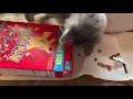 Kittens Opening | Pokemon Cereal (Berry Bolt) | UNBOXING |