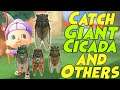 How to Catch a GIANT Cicada, and Robust, Brown, & Evening Cicadas in Animal Crossing New Horizons