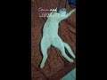 Funny Sleeping Cat | Ben the Cat | Kimm's Cat | s21 | #shorts