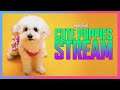 Cute Puppies Stream🎵 Jazz & Blues Live Music Stream 🎵 Mood | Relax | Study | Tropical | Lo-Fi 🎶