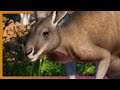 Maybe Koalas Or Something? | Planet Zoo LIVE