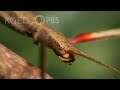 Walking Sticks Stop, Drop and Clone to Survive | Deep Look