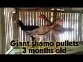 Giant size 3 months old shamo chicken pullets