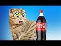Cat's challenges -My cat really hates Oranges Coca Cola and Aspirin