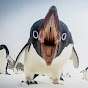 Bonafied Angered Penguin
