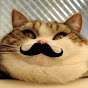 Just a Cat with a Moustache