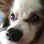 KIPPER 1