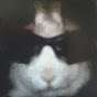 Rabbit AJS7