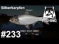 Auf Silber und Marmorkarpfen an der Achtuba 🎣🐋 | Russian Fishing 4 #233 | Deutsch | UwF