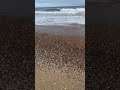 Birds Nov 21 2021 #braydenandlexi #worldviews #obx #ocean #beach #wavescrashing #unfckit